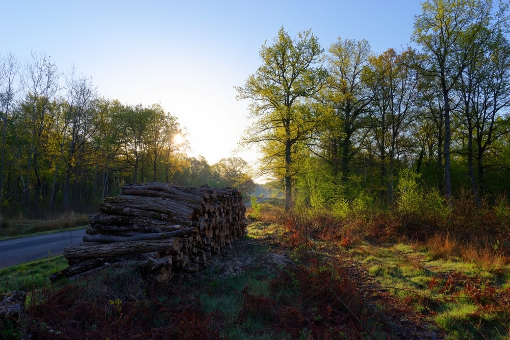 Forêt d'Orléans