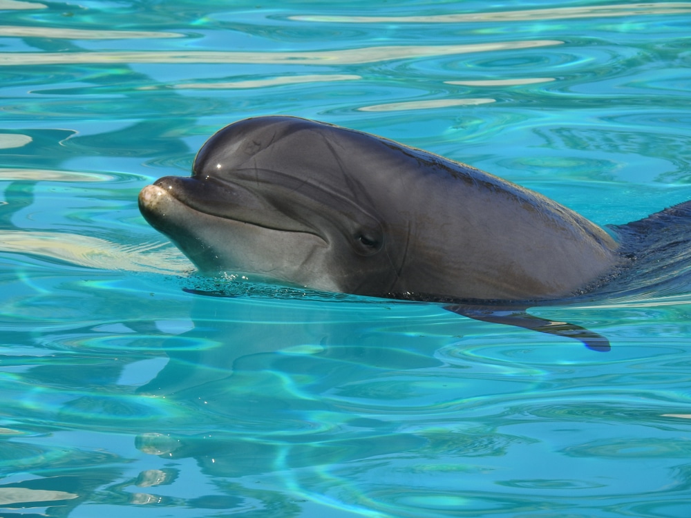 Marineland - Antibes