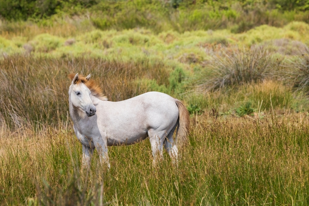 Regionaal Natuurpark van de Camargue