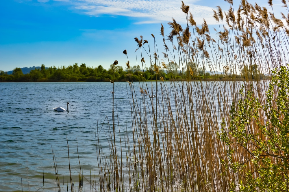 Lac de Madine