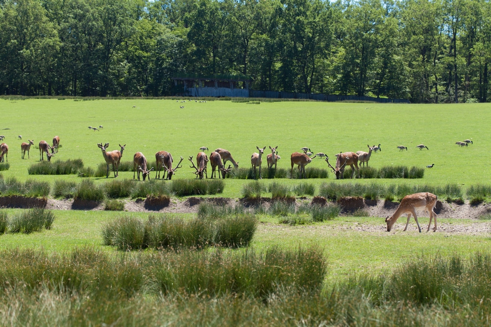 Parc Animalier de Sainte-Croix