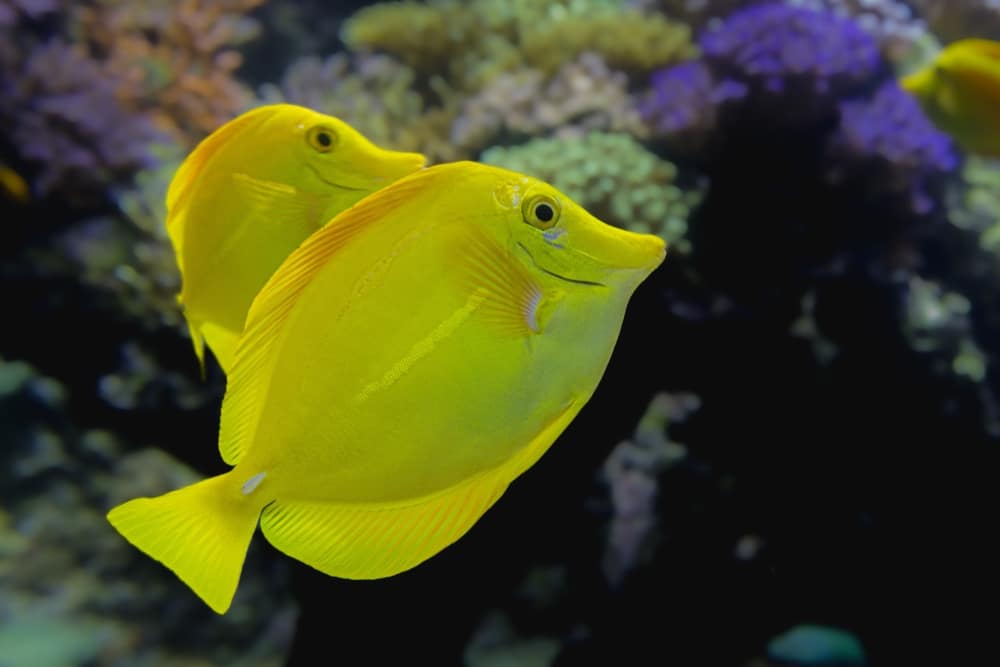 la rochelle aquarium charente maritime shutterstock 2483621695, la rochelle